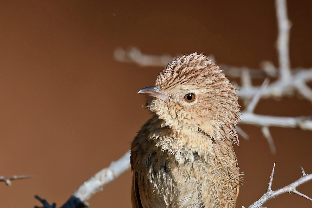 Himalayan Prinia - ML536051221