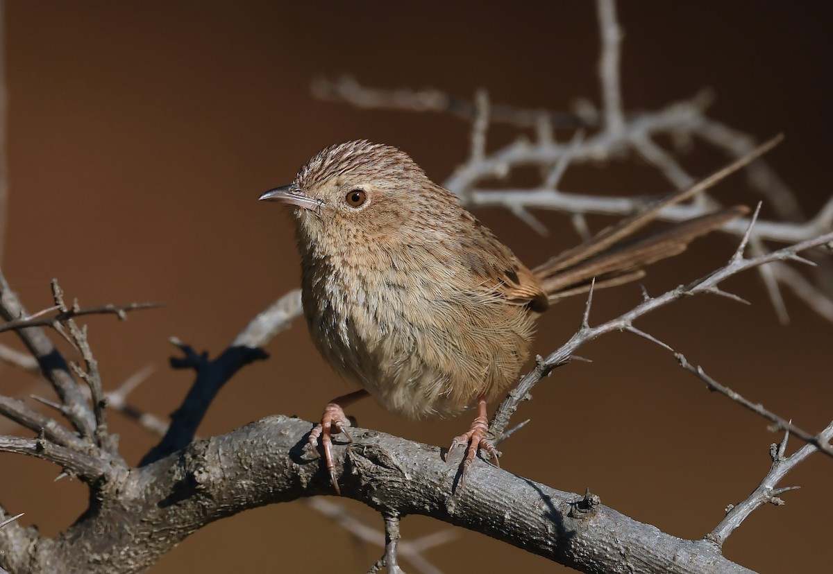 Himalayan Prinia - ML536051231