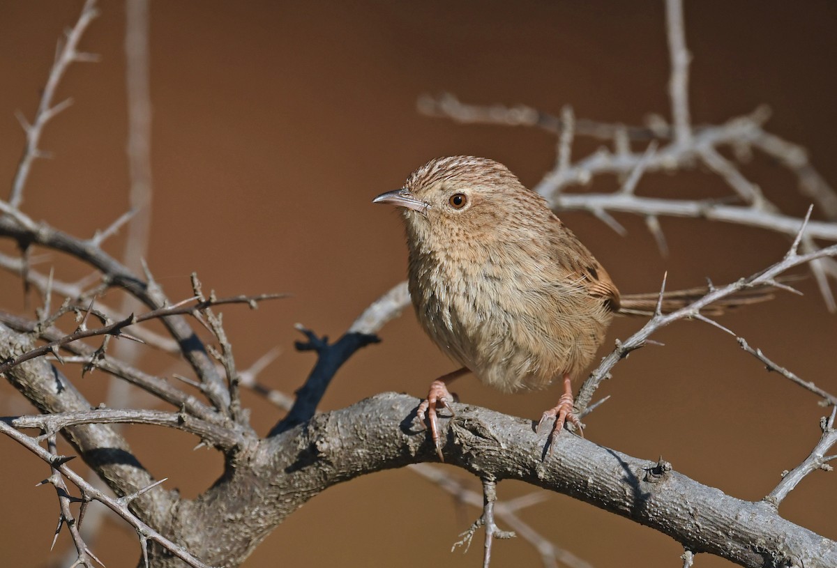 Prinia crinigère - ML536051241