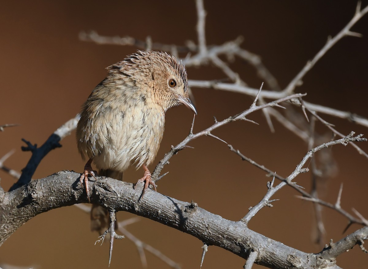 Himalayan Prinia - ML536051251