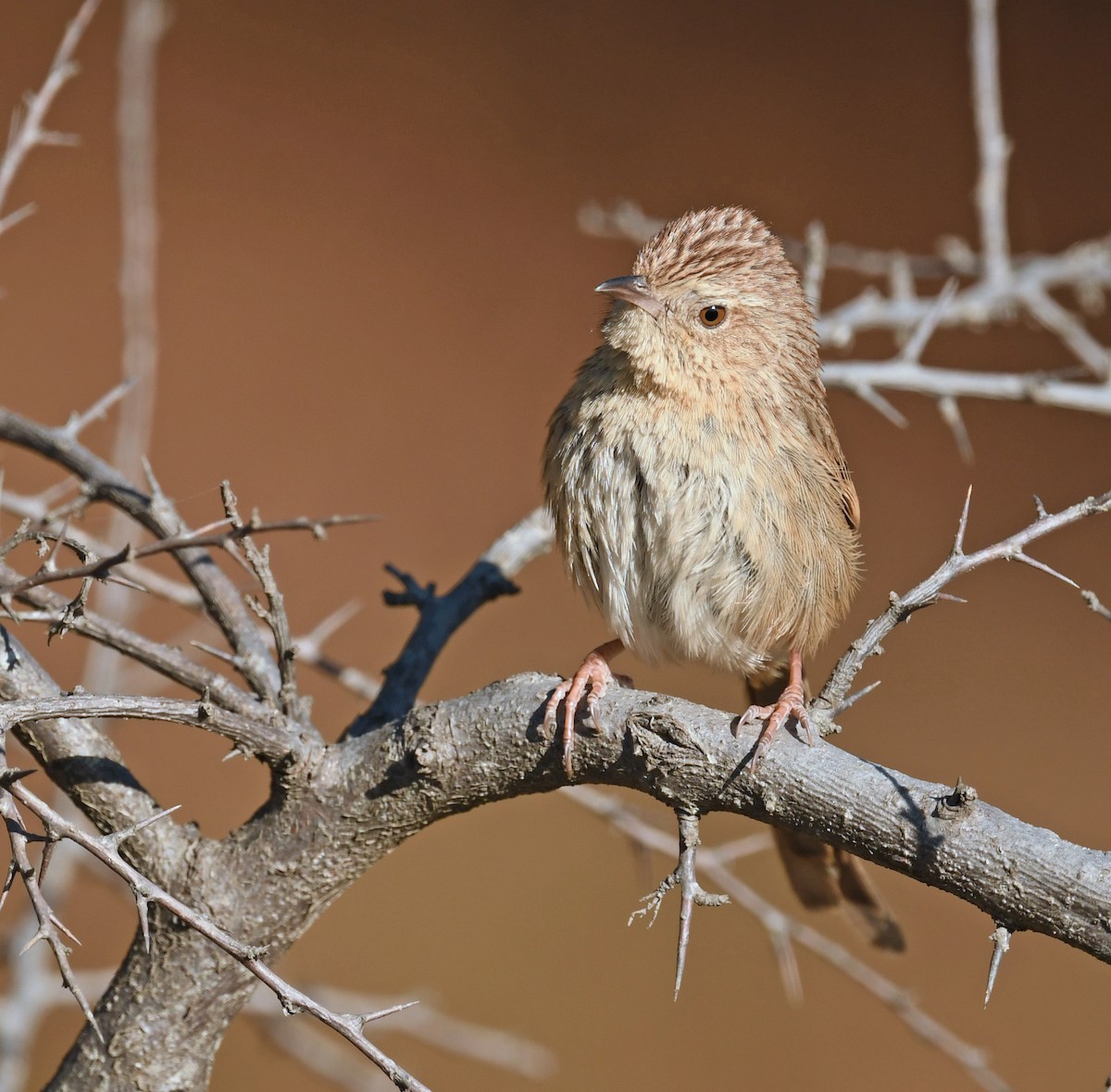 Himalayan Prinia - ML536051261