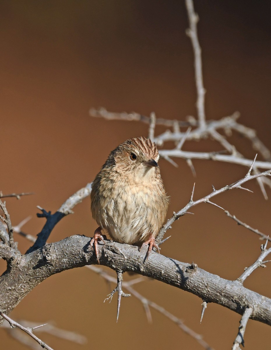 Himalayan Prinia - ML536051271