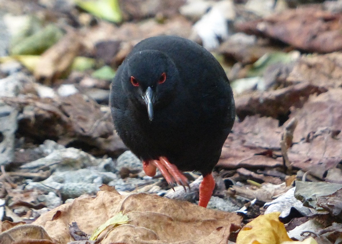 Henderson Island Crake - ML536051431