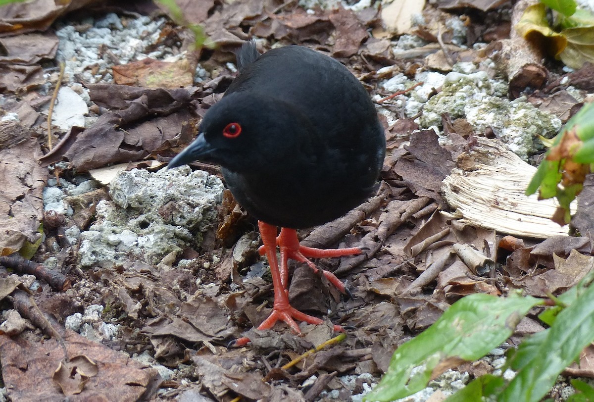 Henderson Island Crake - ML536051441