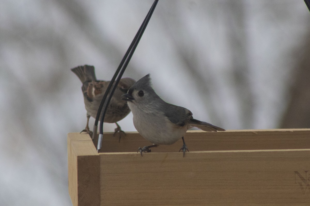 Mésange bicolore - ML536051531