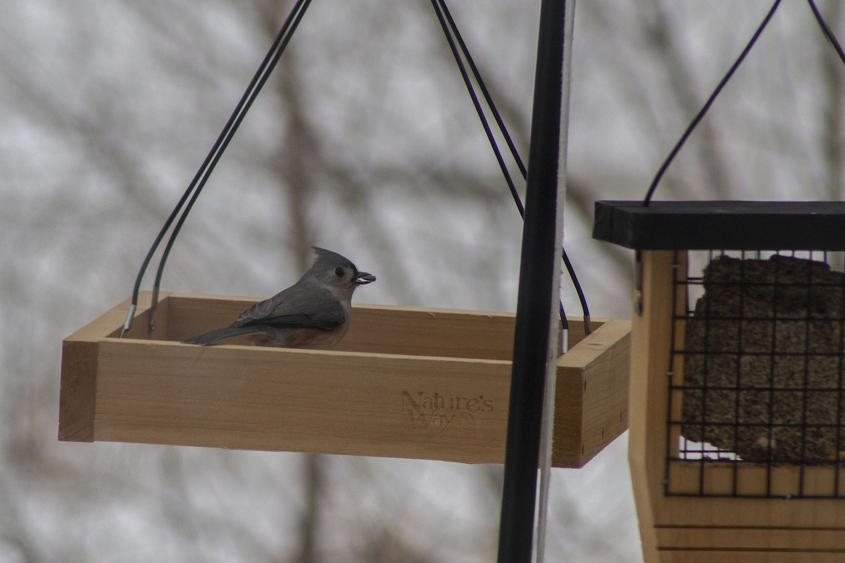 Mésange bicolore - ML536051541