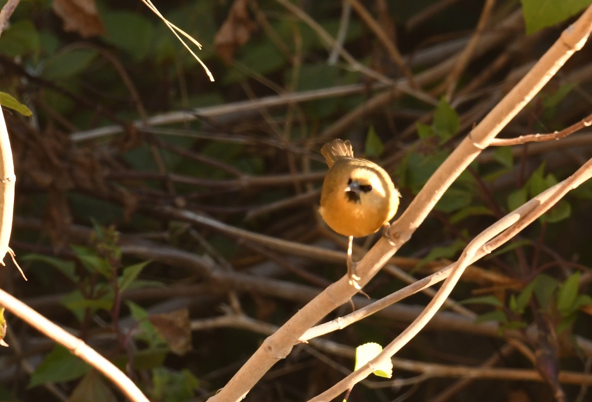 Black-chinned Babbler - ML536051551