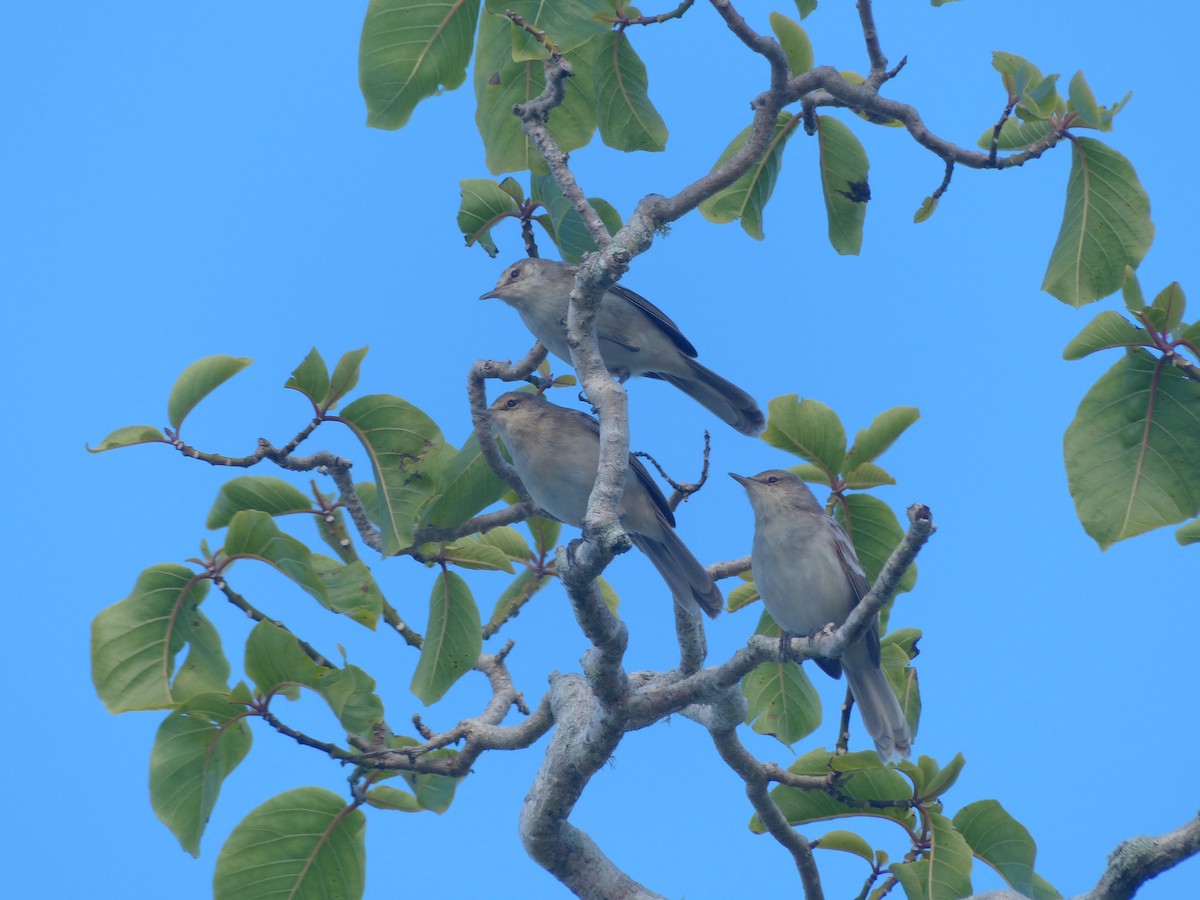 Henderson Island Reed Warbler - ML536052451