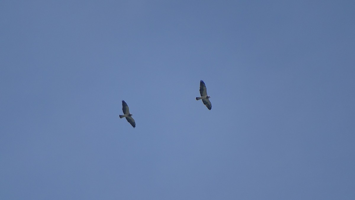 Swainson's Hawk - ML536052611