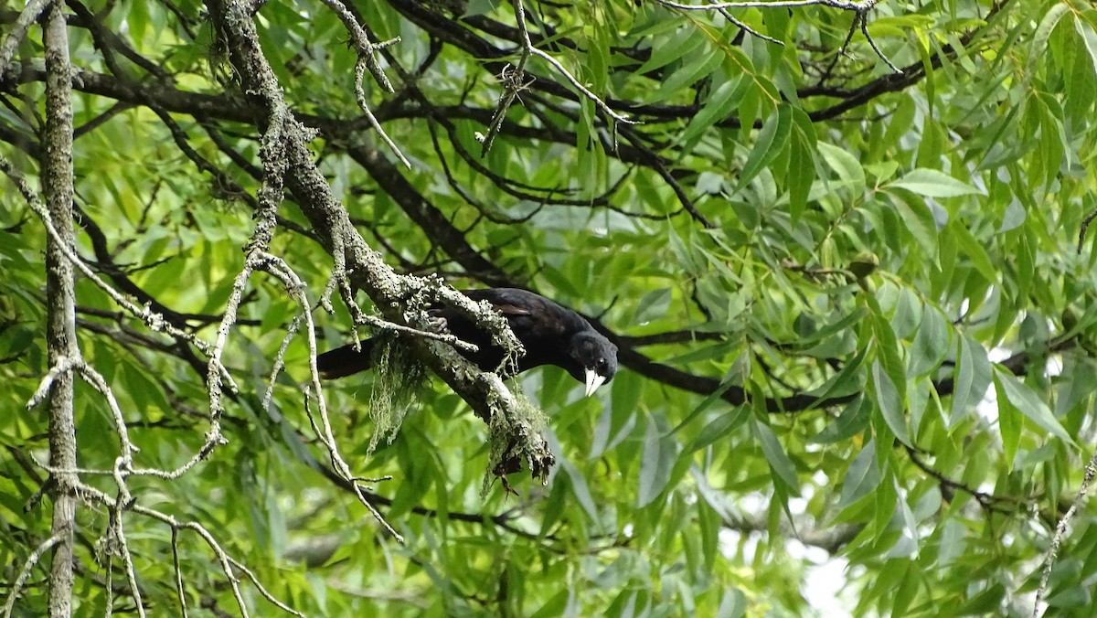 Solitary Black Cacique - ML536052771