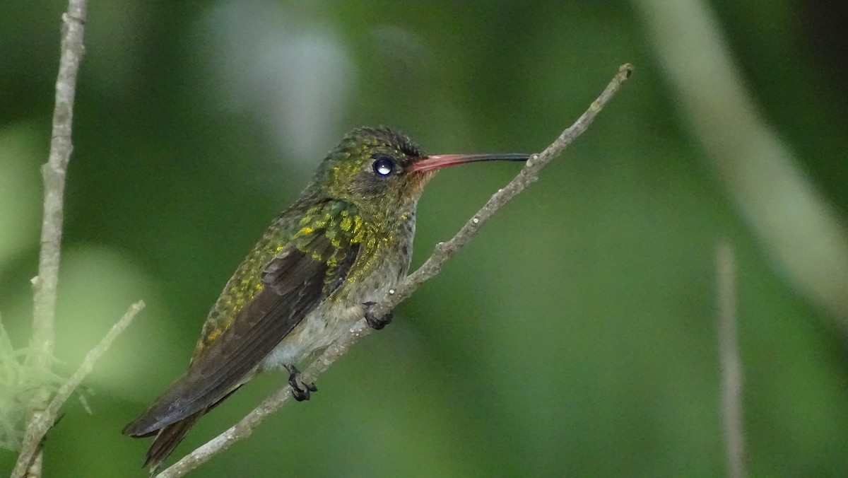 Gilded Hummingbird - Javier Ubiría