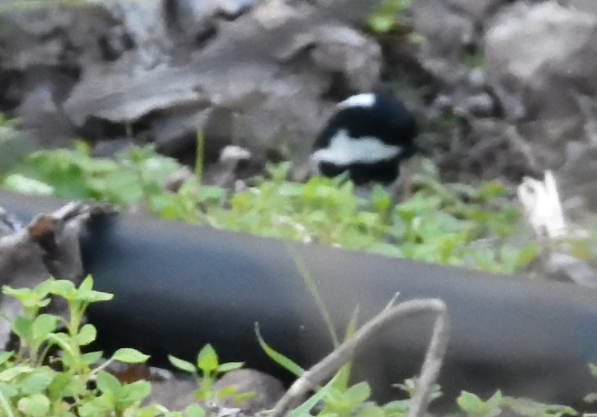 Coal Tit - ML536054171