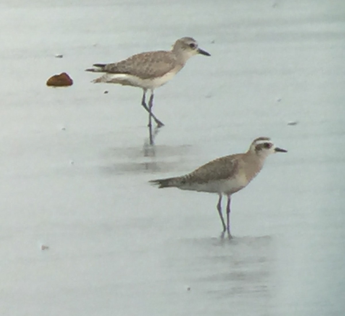 American Golden-Plover - Audrey Whitlock