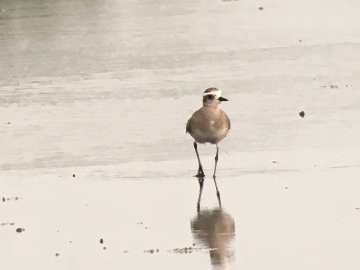 American Golden-Plover - ML53605471