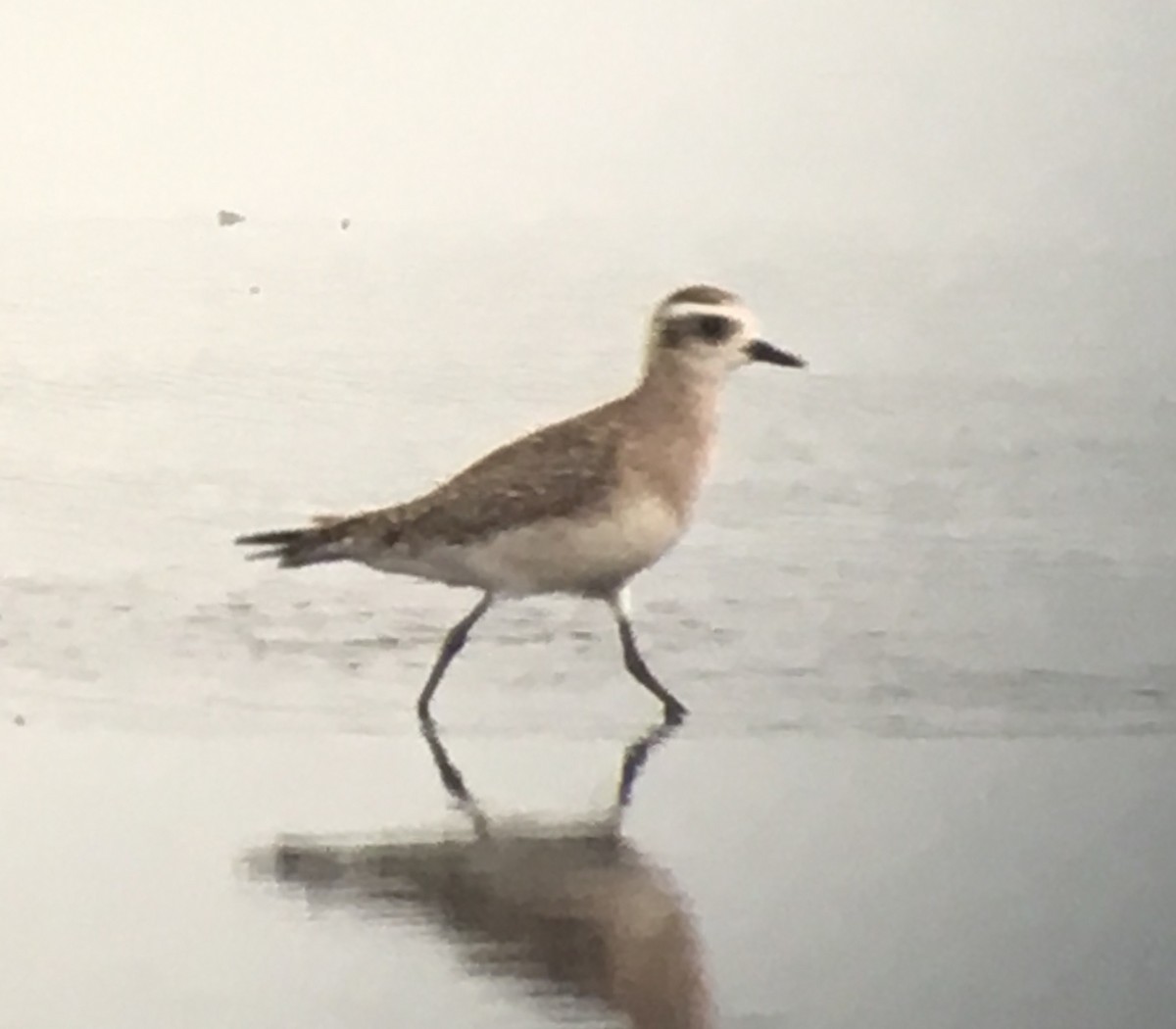 American Golden-Plover - ML53605481