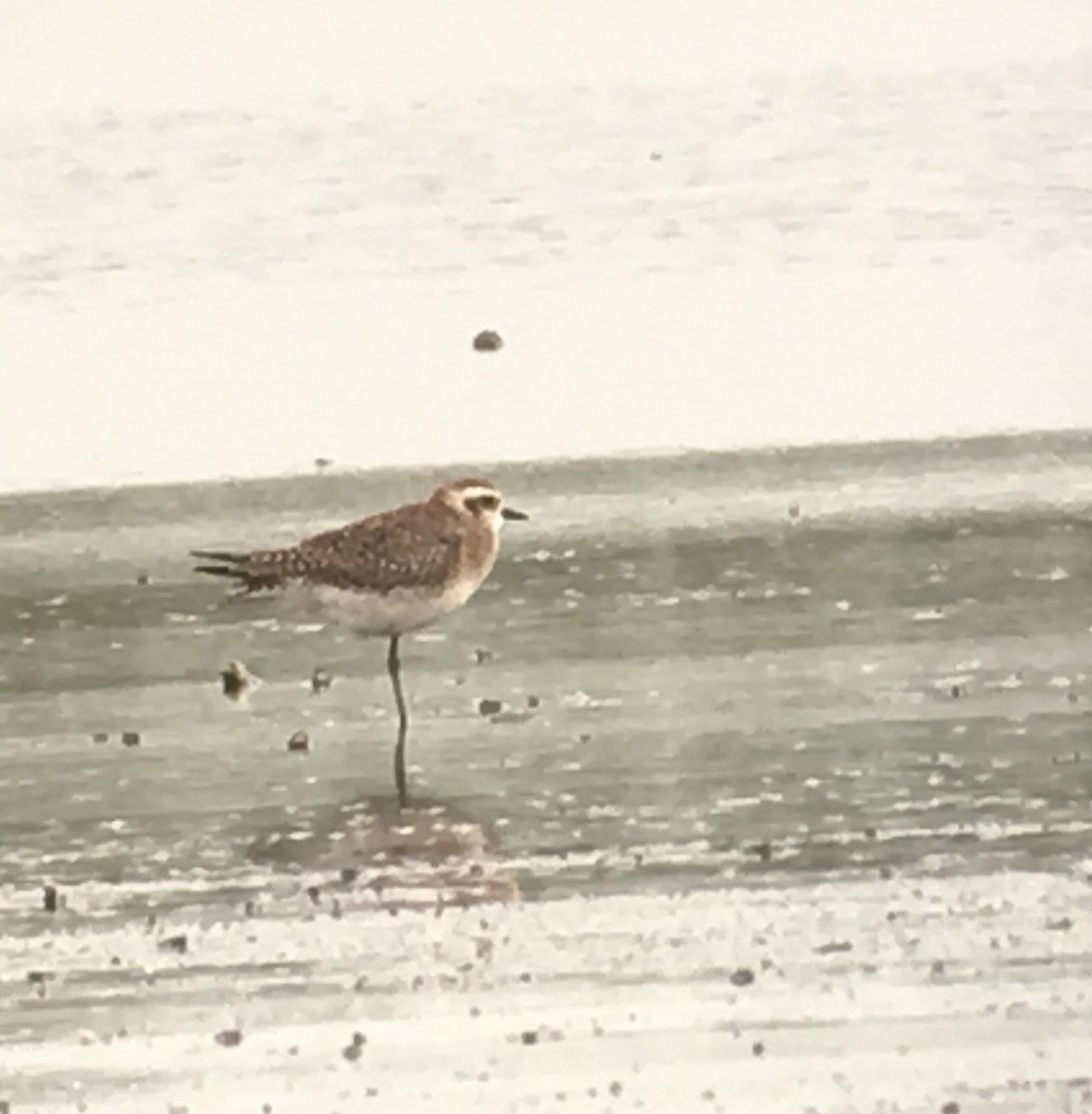 American Golden-Plover - ML53605501