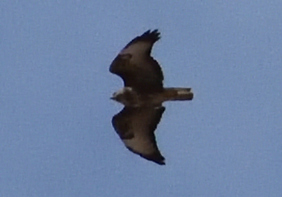 Common Buzzard - Mu Sano