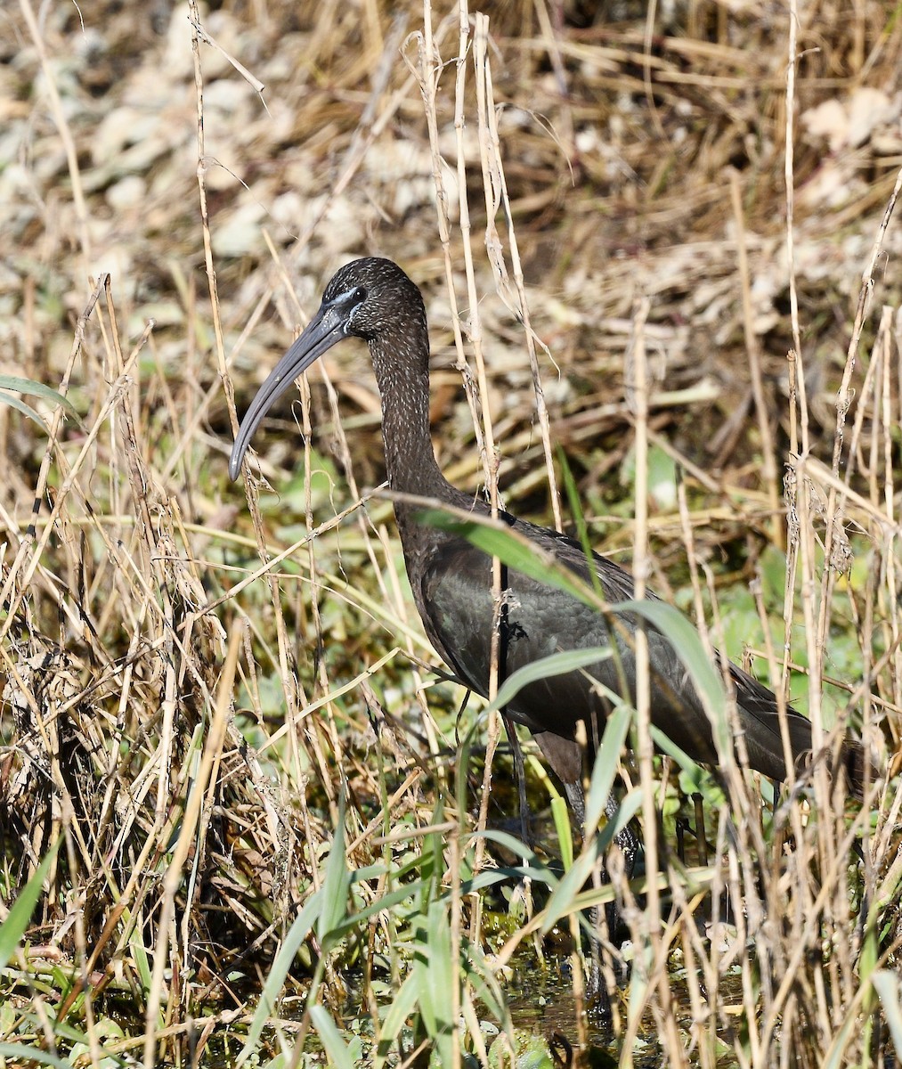 ibis hnědý - ML536057901
