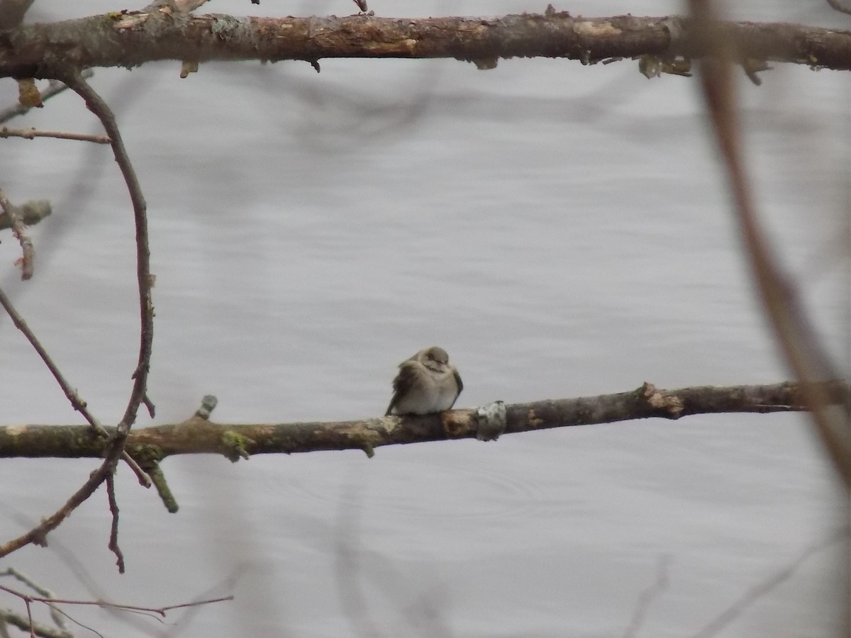 Northern Rough-winged Swallow - ML53605881