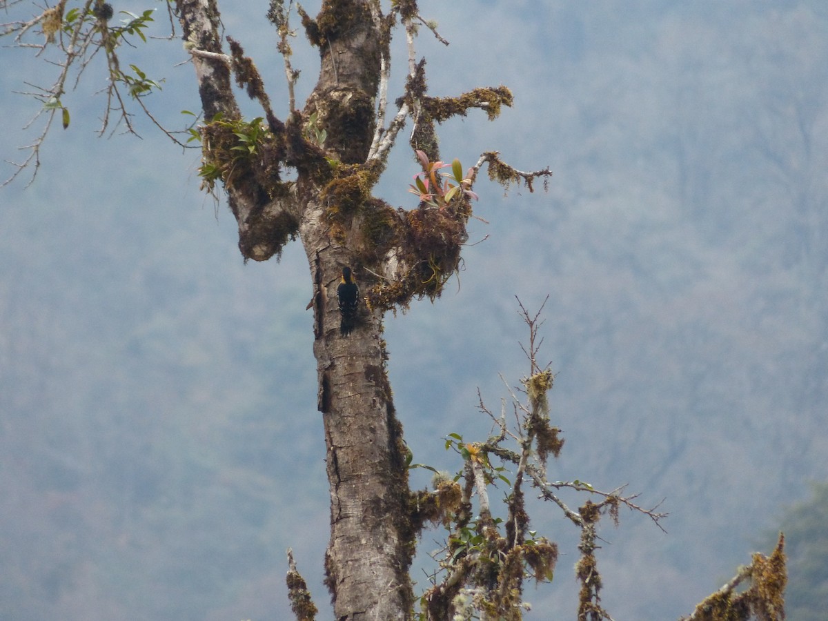 Darjeeling Woodpecker - ML536059741