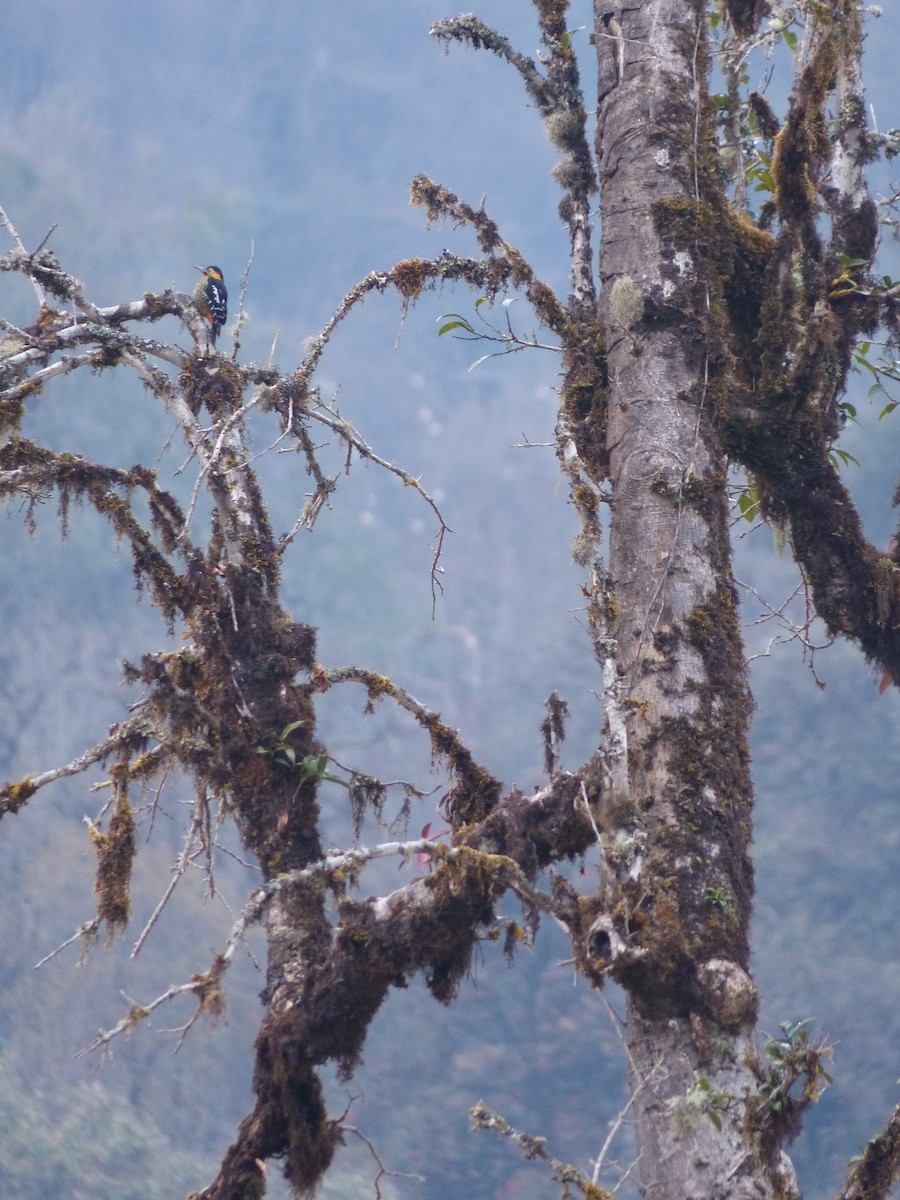 Darjeeling Woodpecker - ML536059751