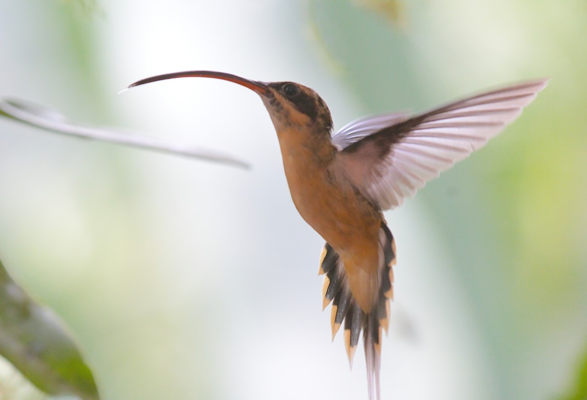 Tawny-bellied Hermit - ML536059921