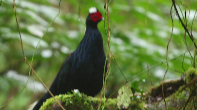 Swinhoe's Pheasant - ML536060721