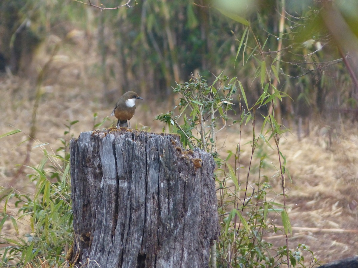 White-throated Laughingthrush - ML536060781