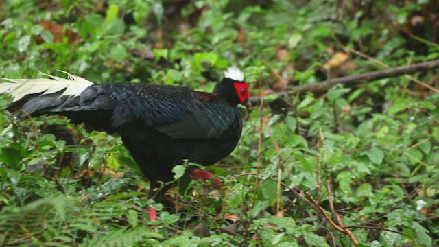 Swinhoe's Pheasant - ML536060831