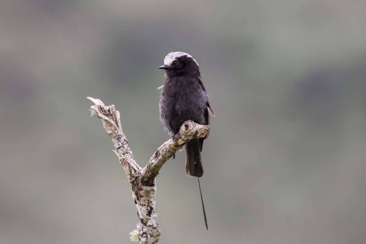 Long-tailed Tyrant - Tommy Pedersen