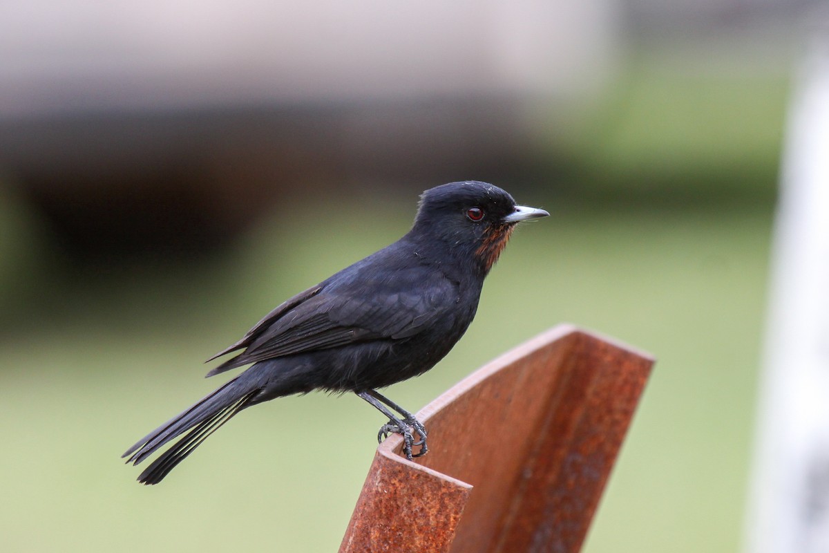 Velvety Black-Tyrant - Tommy Pedersen