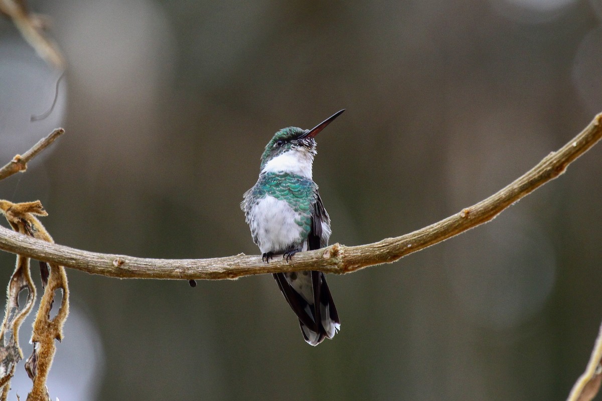 White-throated Hummingbird - Tommy Pedersen