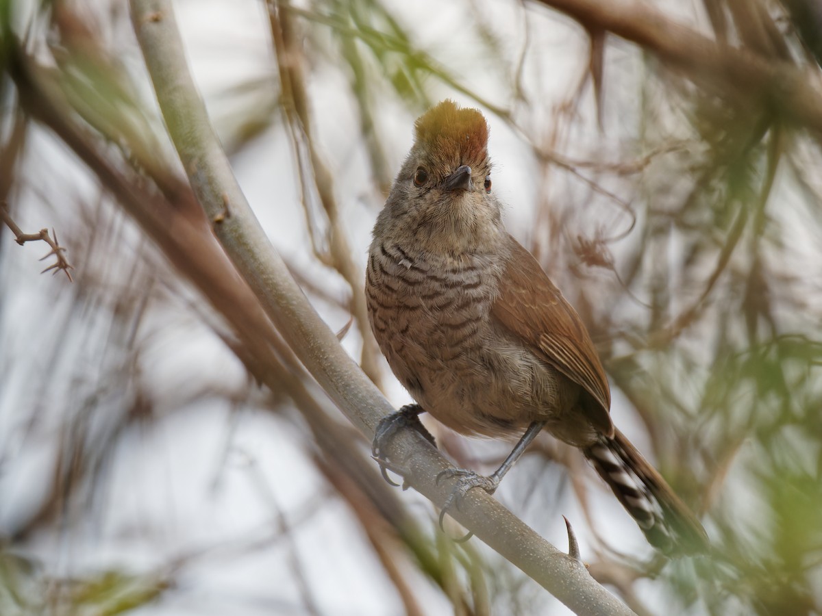 Rufous-capped Antshrike - ML536067001