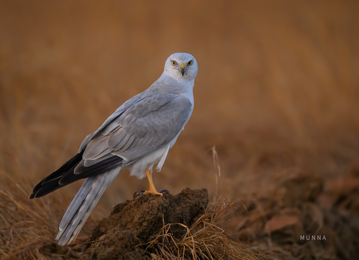 Pallid Harrier - ML536069291