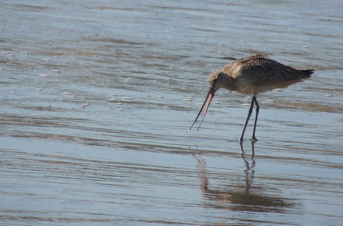 Marbled Godwit - ML536069591