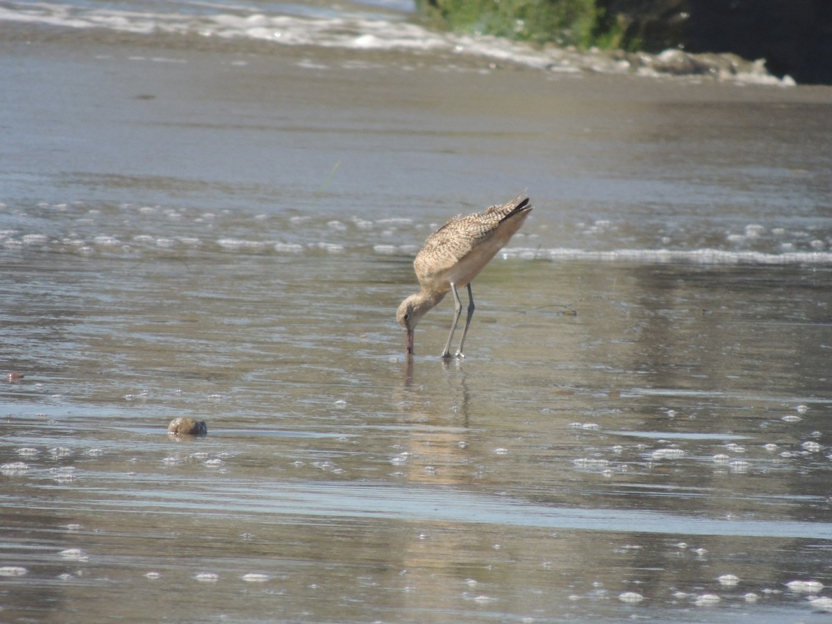 Marbled Godwit - ML536069601