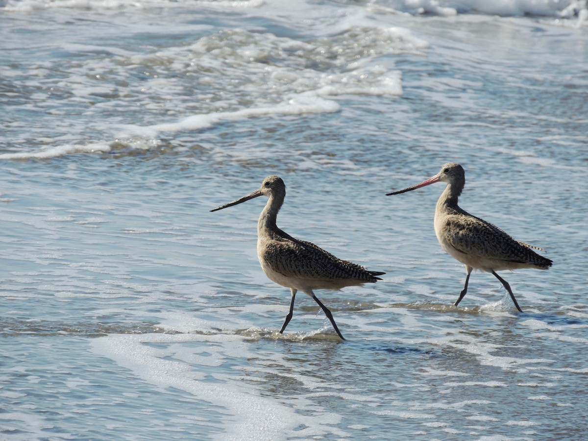 Marbled Godwit - ML536069621