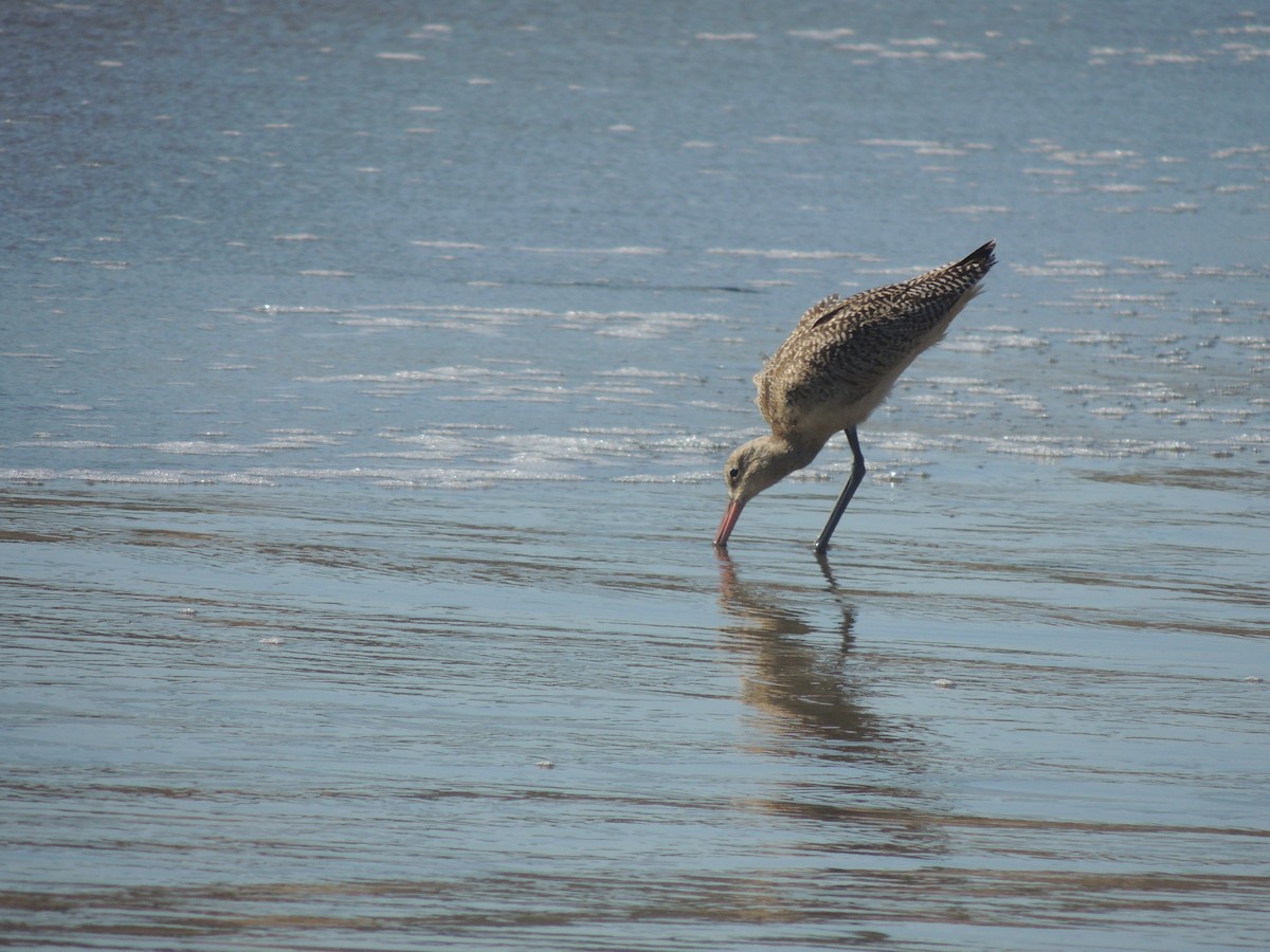 Marbled Godwit - ML536069641