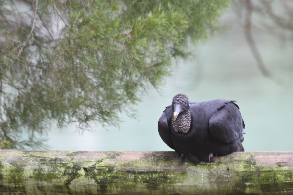 Black Vulture - ML536069681