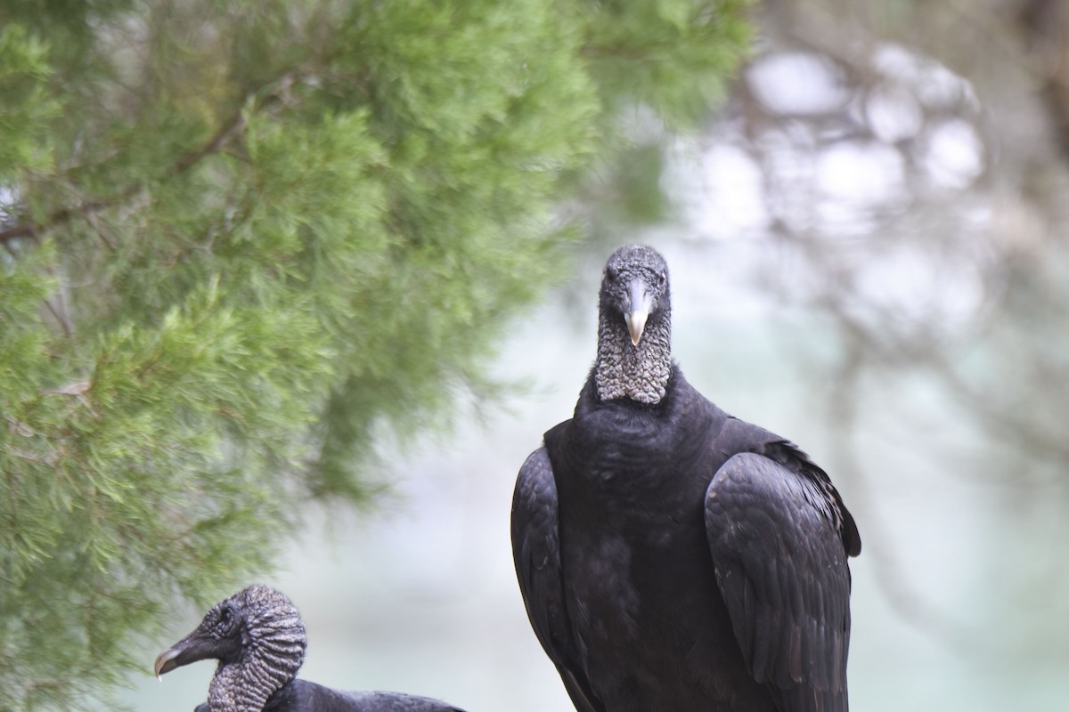 Black Vulture - ML536069691