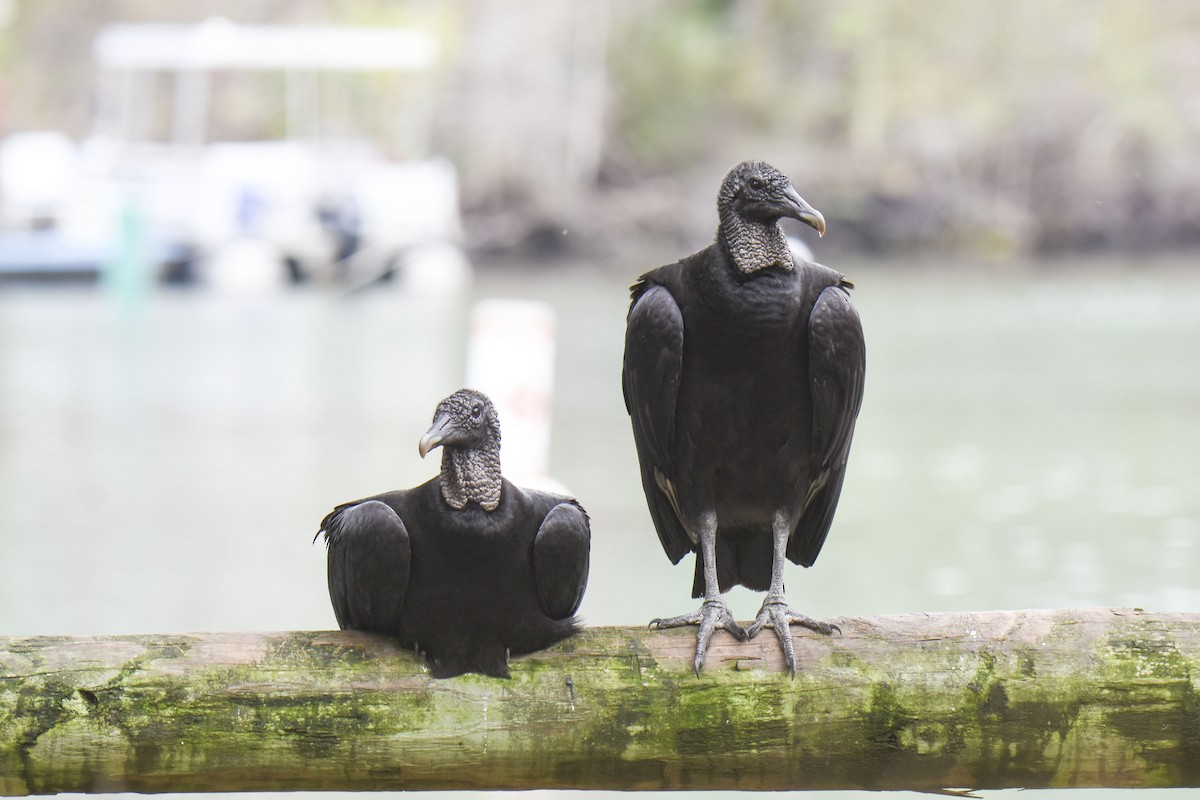 Black Vulture - ML536069701