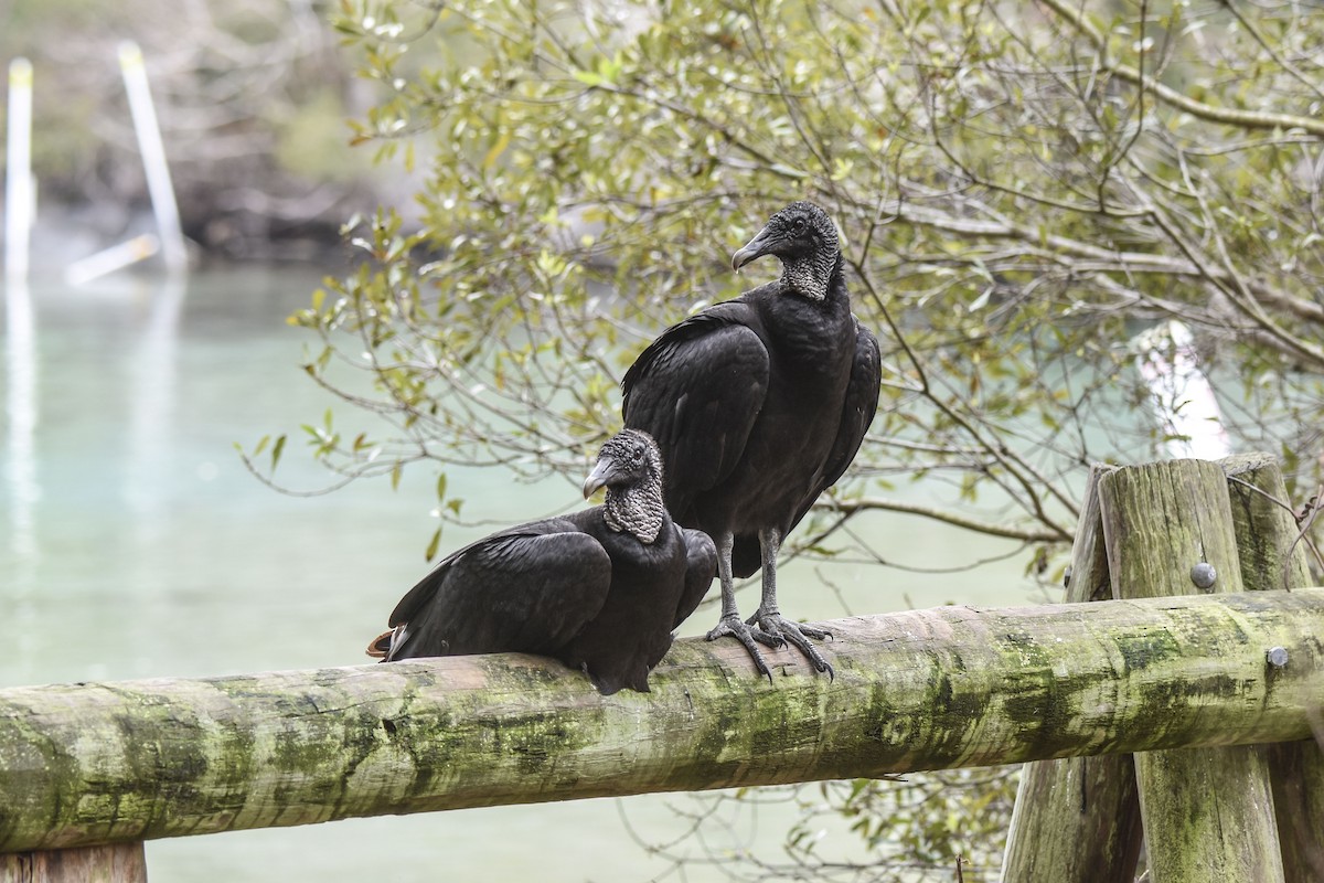 Black Vulture - ML536069711