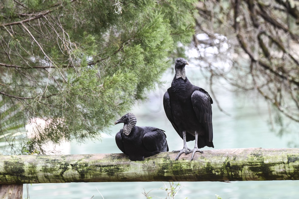 Black Vulture - ML536069721