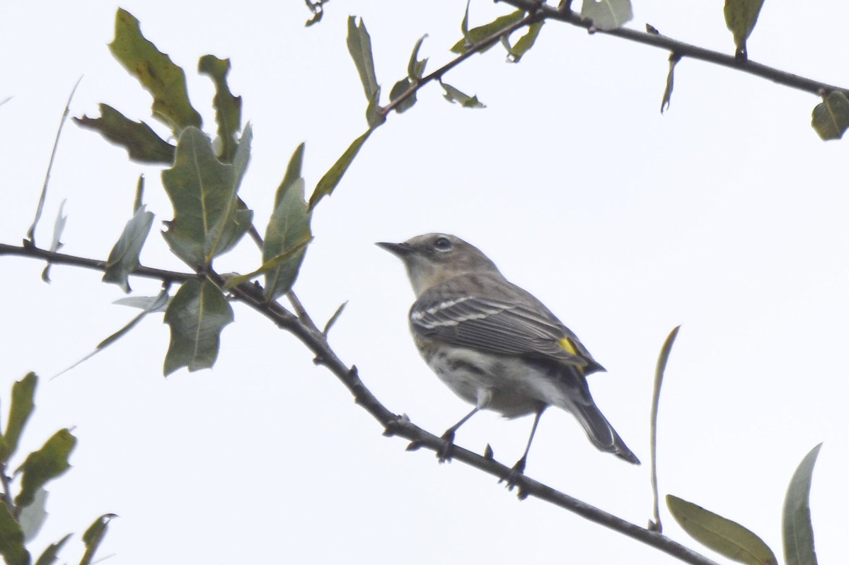 Yellow-rumped Warbler - ML536069841