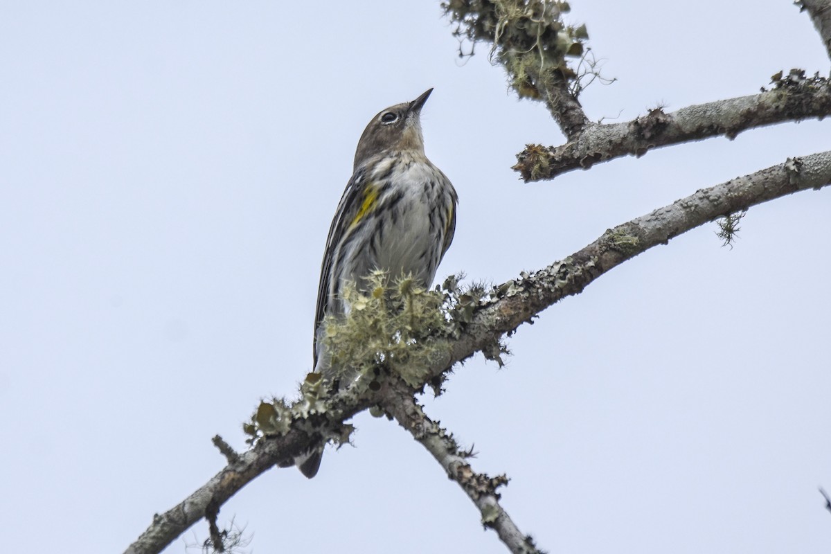 Yellow-rumped Warbler - ML536069851