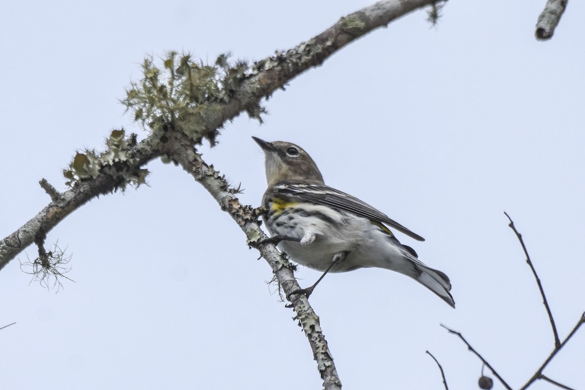 Yellow-rumped Warbler - ML536069861