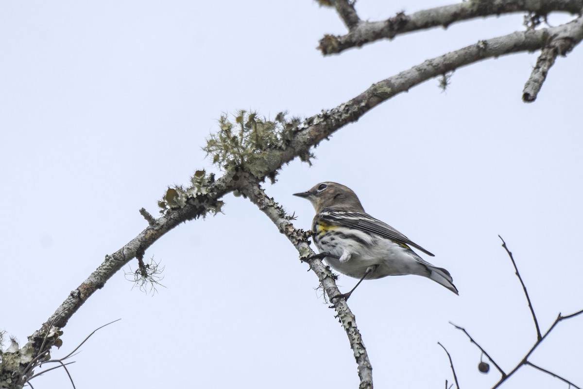Yellow-rumped Warbler - ML536069871