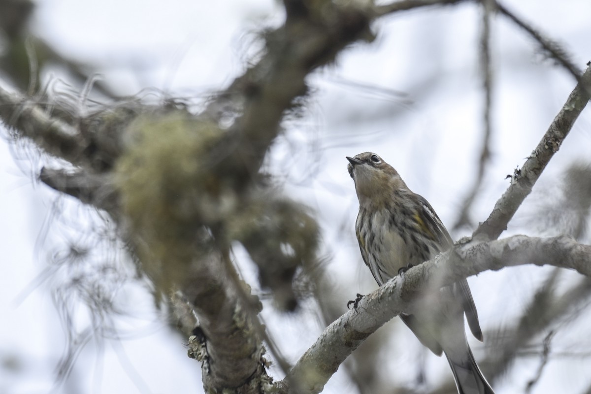 Yellow-rumped Warbler - ML536069881