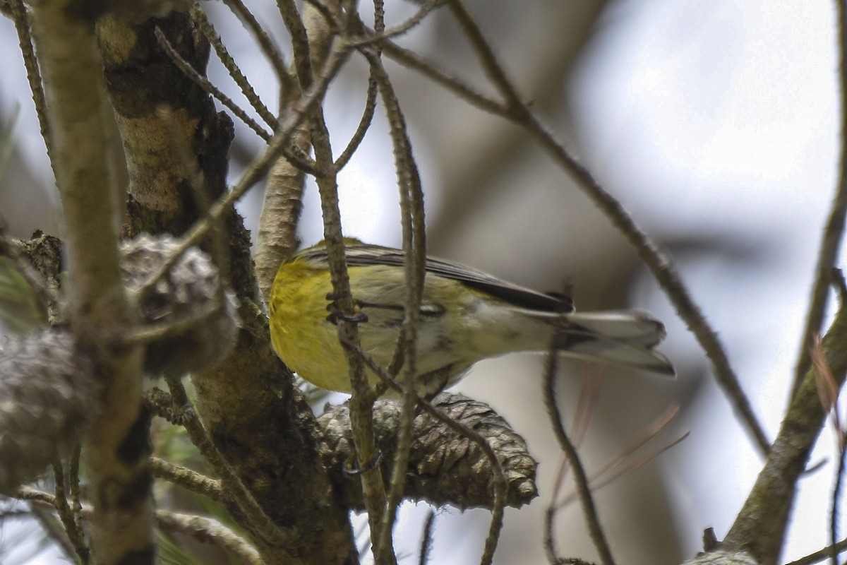 Pine Warbler - ML536069941