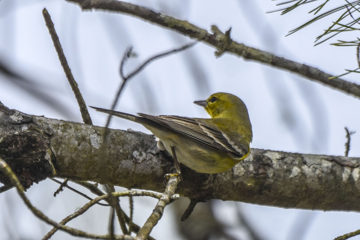 Pine Warbler - ML536069951